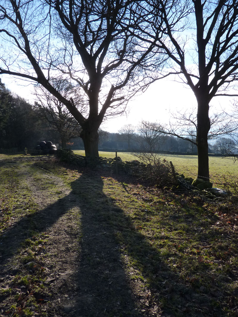 Old Spring Wood